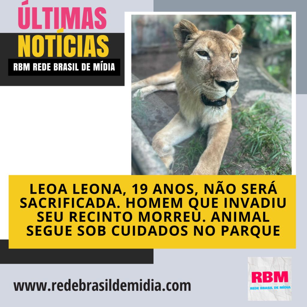 Leoa Leona, 19 anos, não será sacrificada. Homem que invadiu seu recinto morreu. Animal segue sob cuidados no Parque.